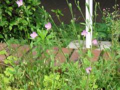 202105ブレイクショット6アカバナユウゲショウ