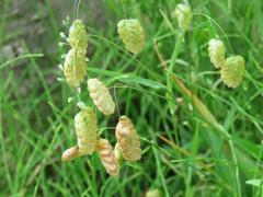 202105ブレイクショット5コバンソウ