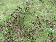 202105ブレイクショット8カラスノエンドウ果実