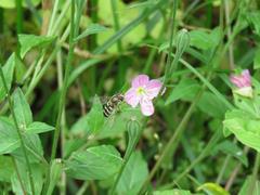 202105ブレイクショット7アカバナユウゲショウとハチ