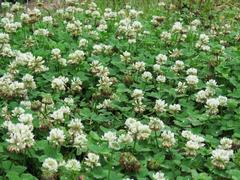 202105ブレイクショット10シロツメクサ