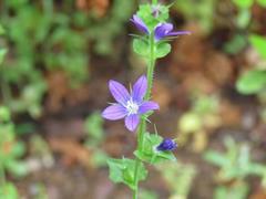 202105ブレイクショット11キキョウソウ拡大