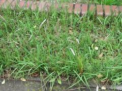 202105ブレイクショット12チガヤ