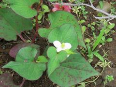 202105ブレイクショット13ドクダミ