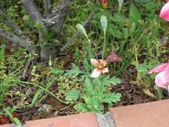 202105ブレイクショット14ナガミヒナゲシ