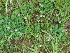 202105ブレイクショット15ニワゼキショウ