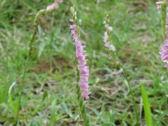 202106ブレイクショット4直線的整列