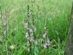 202106ブレイクショット7巻く向き共演