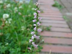 202106ブレイクショット3巻き数多い