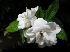 202107ブレイクショット1_0629クチナシ