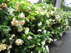 202107ブレイクショット2_0629クチナシ花々