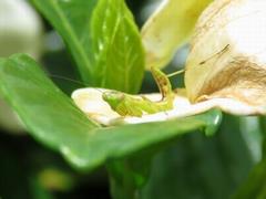 202107ブレイクショット3_0629花の上のカマキリ