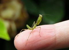 202107ブレイクショット5_0629カマキリ小さい