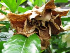 202107ブレイクショット7_0629茶色花1