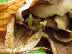 202107ブレイクショット8_0629茶色花2