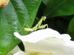 202107ブレイクショット4_0629花の上のカマキリ