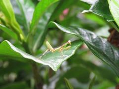 202107ブレイクショット11_0706カマキリ緑茶