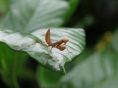 202107ブレイクショット12_0706カマキリ茶