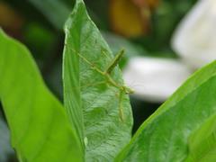 202107ブレイクショット10_0706カマキリ緑