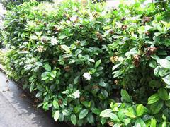 202107ブレイクショット13_0713クチナシ