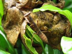 202107ブレイクショット15_0713花茶色とカマキリ
