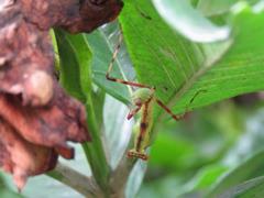 202107ブレイクショット16_花赤茶色カマキリ