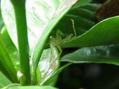 202107ブレイクショット17_0713カマキリ脱皮