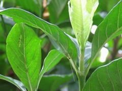 202107ブレイクショット18_0713クサカゲロウ