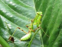 202107ブレイクショット21_0713カマキリ