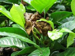 202107ブレイクショット14_0713花茶色