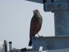 202109ブレイクショット3_イソヒヨドリ1