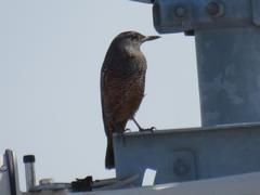 202109ブレイクショット4_イソヒヨドリ2