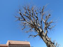 202202ブレイクショット1_桜木