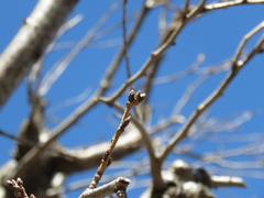 202202ブレイクショット2_桜蕾1