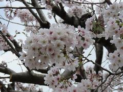 202203ブレイクショット2桜2