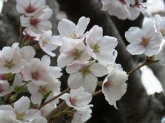 202203ブレイクショット3桜3