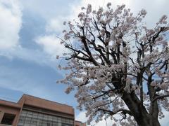 202203ブレイクショット1桜