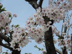 202203ブレイクショット5桜5