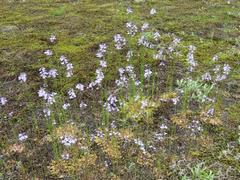 202204ブレイクショット1_花