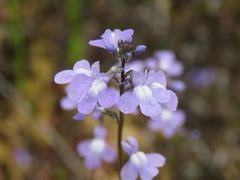 202204ブレイクショット2_花拡大