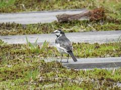 202204ブレイクショット3_鳥