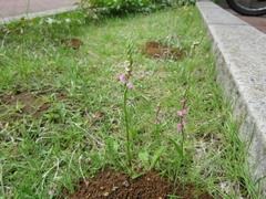 202206ブレイクショット2_ネジバナ0613-1