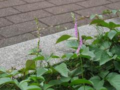 202206ブレイクショット3_ネジバナ0613-2