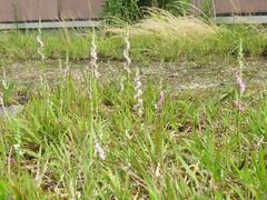 202206ブレイクショット4_ネジバナ0620集団