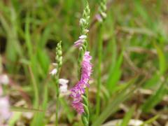 202206ブレイクショット5_ネジバナ0620巻き数少