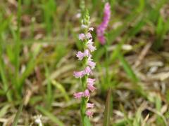 202206ブレイクショット6_ネジバナ0620巻き数多