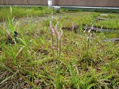 202206ブレイクショット7_ネジバナ0620背高1