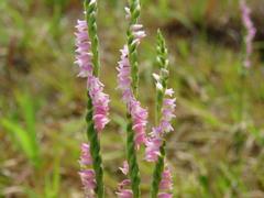 202206ブレイクショット9_ネジバナ0620背高拡大