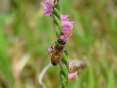 202206ブレイクショット10_蜂1