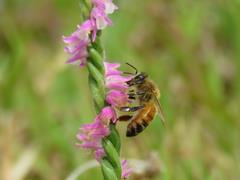 202206ブレイクショット11_蜂2